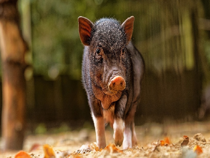 试管常用保胎方法（试管成功会流血）——