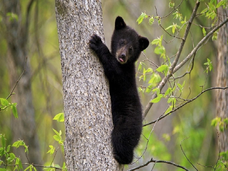 盛苯酚的试管（安徽哪里可以试管）